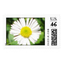 Santa Barbara Daisy postage