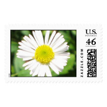 Santa Barbara Daisy Postage Stamps