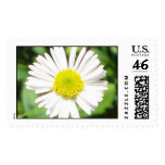 Santa Barbara Daisy Postage Stamps
