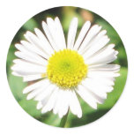 Santa Barbara Daisy stickers
