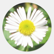 Santa Barbara Daisy Sticker