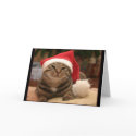 Santa Cat Greeting Card by kokobaby Santa Cat Greeting Card