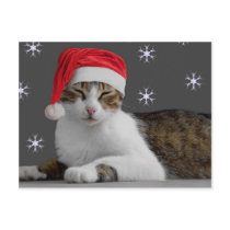 Santa Cat Postcard postcards