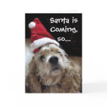 Santa Chance Dog Santa Chance Dog
