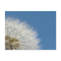Santa Claus Flower postcards
