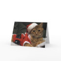 Santa Claws card