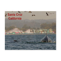 Santa Cruz, California Humpback Whale Postcard