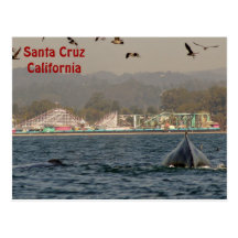 Santa Cruz, California Humpback Whale Postcard