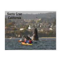 Santa Cruz, California Humpback Whales Postcard