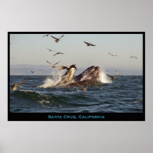 Santa Cruz, California Humpback Whales Poster