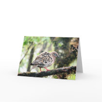 Santa Cruz Island, Galapagos, bird in rain cards