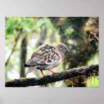 Santa Cruz Island, Galapagos, bird in rain Posters