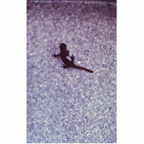 Santa Cruz long toed salamander Acrylic Cut Outs