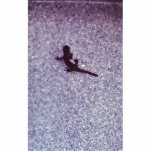 Santa Cruz long toed salamander Acrylic Cut Outs
