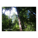 Santa Cruz Redwoods print