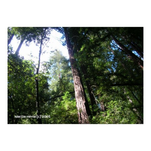 Santa Cruz Redwoods print