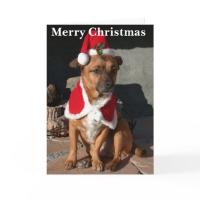 Santa Dog Cards by Dziadulewicz