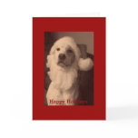 Santa Dog