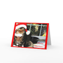 Santa hat cat... cards