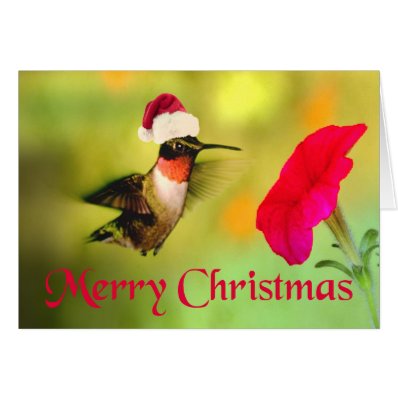 Santa Hat Hummingbird Christmas Cards