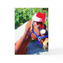 Santa Horse cards