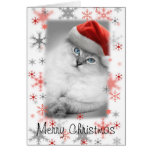santa kitty christmas card