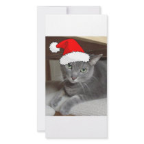 Santa Kitty photo cards