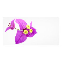 Santa Rita Flowers photo cards