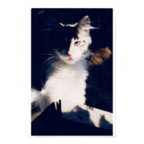 Santa Rosa Cat posters by christellewiggins Santa Rosa Cat posters