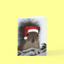 Santa Squirrel cards