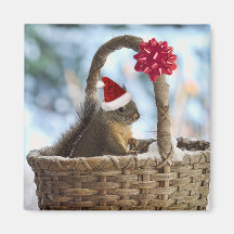 Santa Squirrel in Snow Magnets