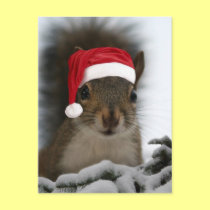 Santa Squirrel postcards