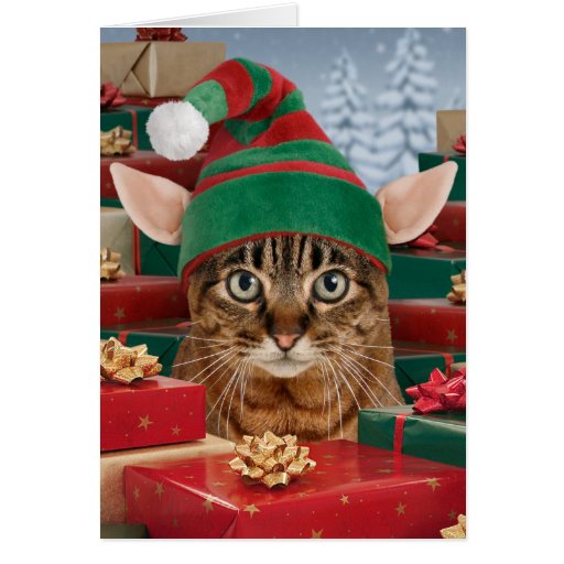 santa-s-elf-cat-christmas-card-zazzle