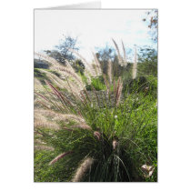 Santiago Creek Bed Series Grasses Greeting Cards