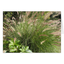 Santiago Creek Bed Series Grasses Cards
