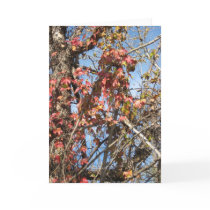 Santiago Creek Bed Series Vine With Red Leaves Cards