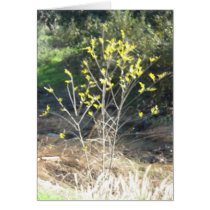Santiago Plant Series Greeting Card