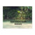 santo tomas de castillo, guatemala, rain forest,