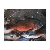 Santorini fresh fish Greece Postcard