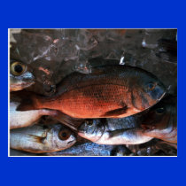 Santorini fresh fish Greece postcards