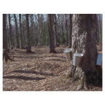 Sap buckets in the sugar bush from the Forest flyers