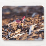 Sapling Mouse Mat