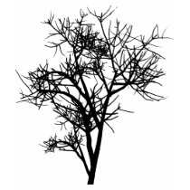 SAPLING T SHIRT