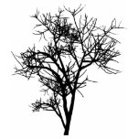 SAPLING T SHIRT