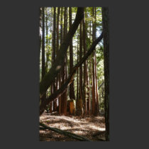 Saplings posters