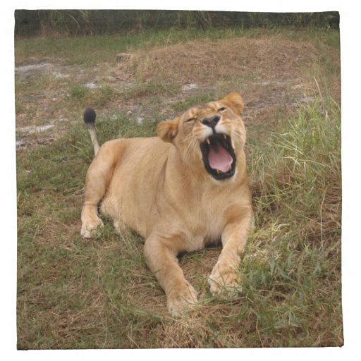 sarabi-nap-005 napkins