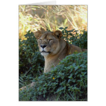 sarabi-set-1-003 cards
