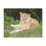 sarabi-set-1-010 post cards