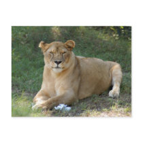 sarabi-toy-020 postcards