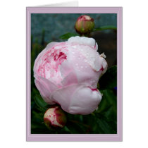 Sarah Bernhart Card B